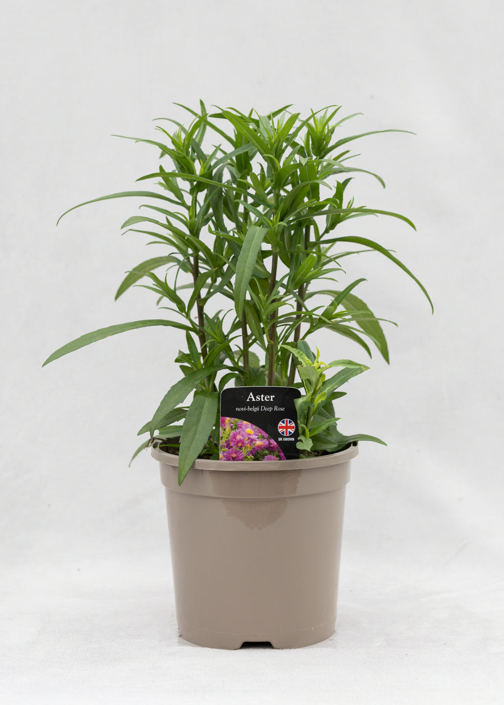 Aster novi-belgii 'Magic Deep Rose'