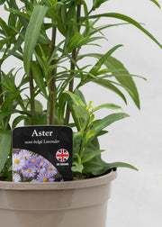 Aster novi-belgii 'Magic Lavender'
