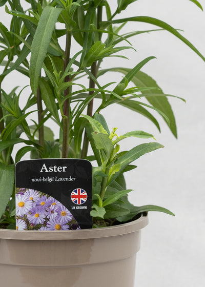 Aster novi-belgii 'Magic Lavender'