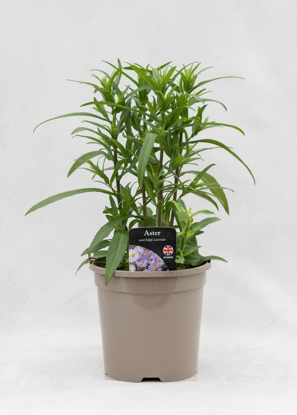 Aster novi-belgii 'Magic Lavender'