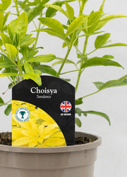 Choisya ternata 'Sundance'