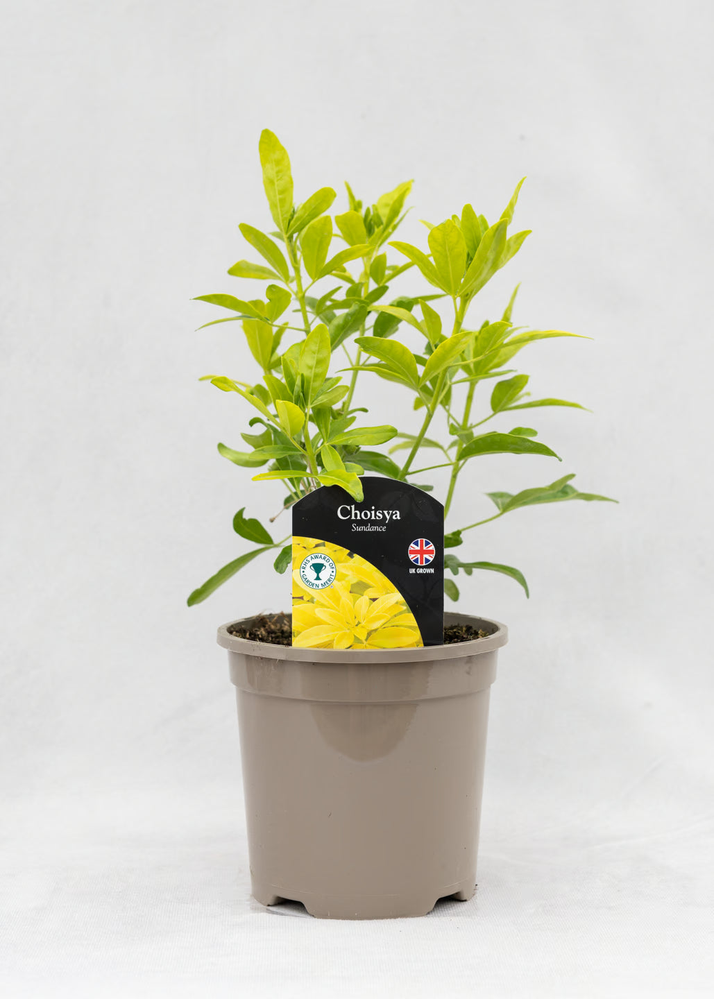 Choisya ternata 'Sundance'