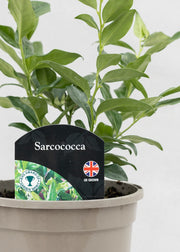 Sarcococca confusa