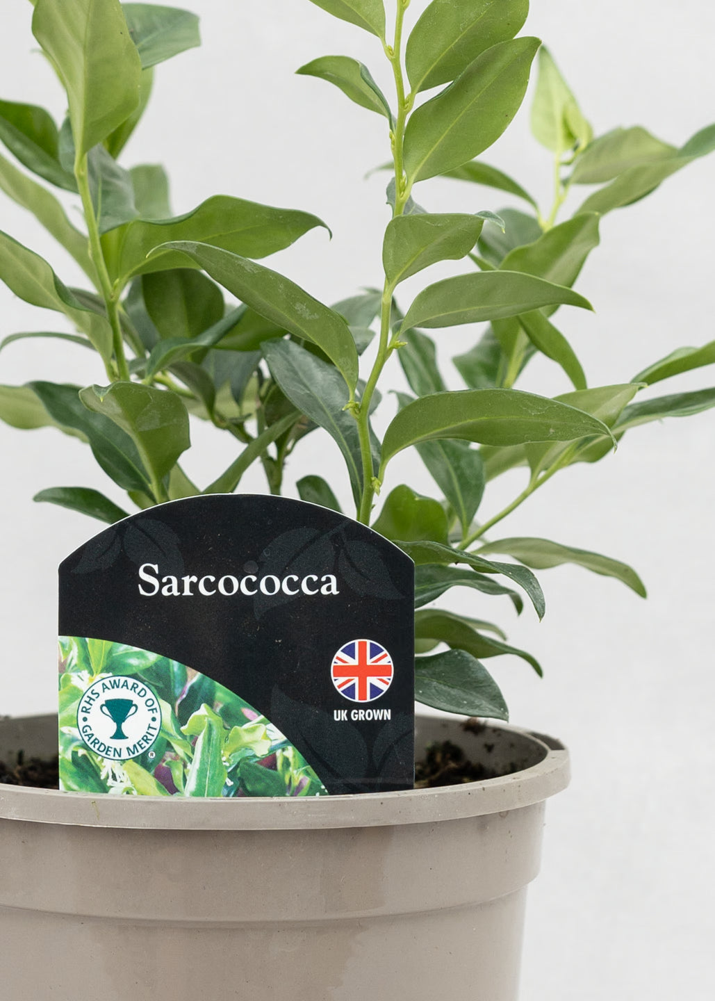 Sarcococca confusa