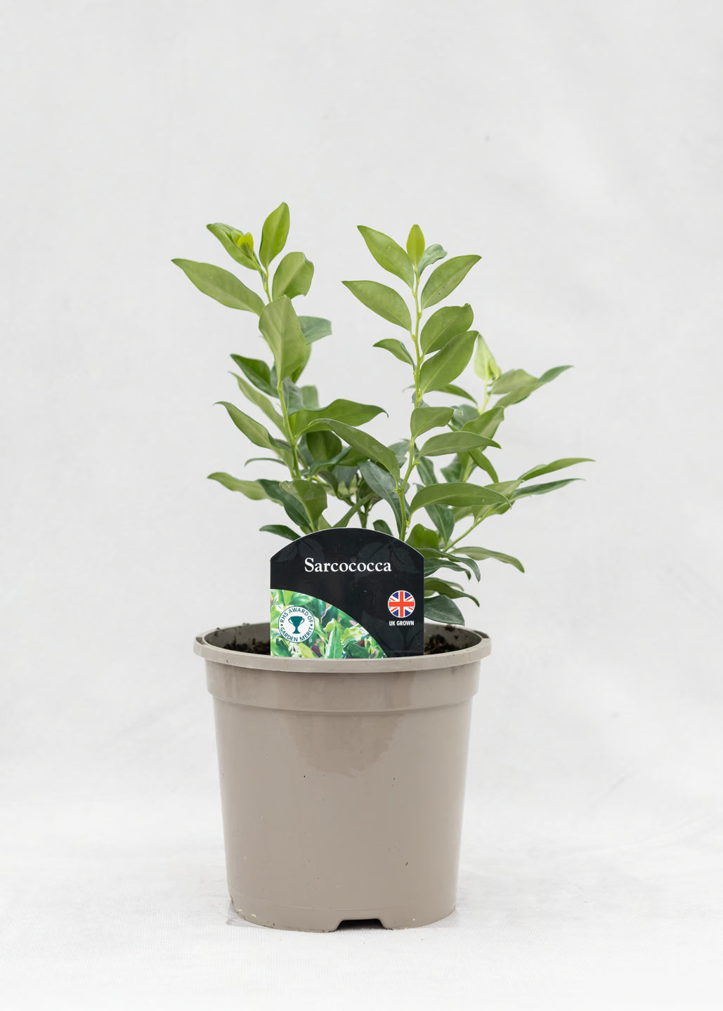 Sarcococca confusa