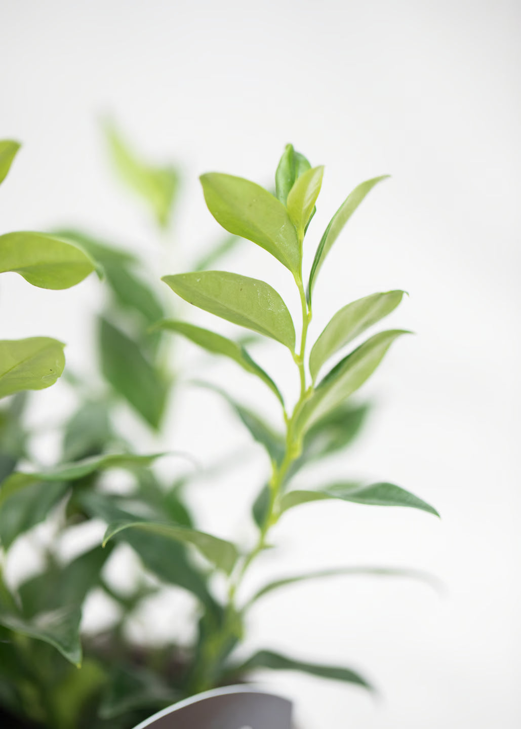 Sarcococca confusa