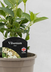 Viburnum tinus