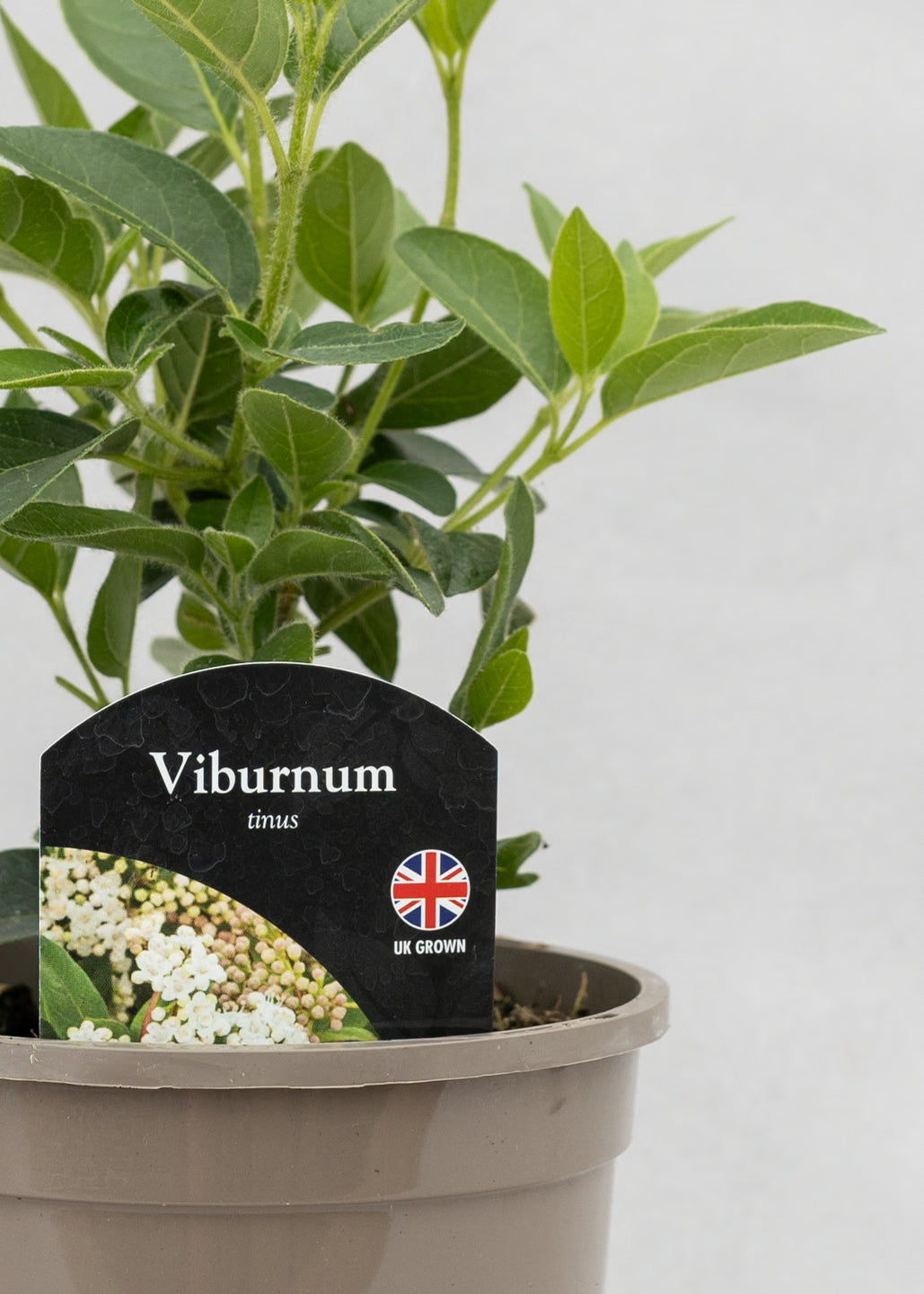 Viburnum tinus
