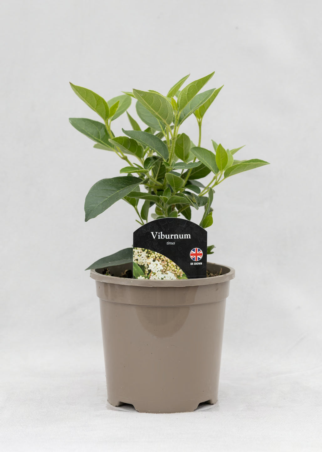 Viburnum tinus