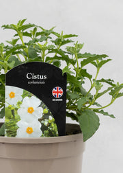 Cistus corbariensis