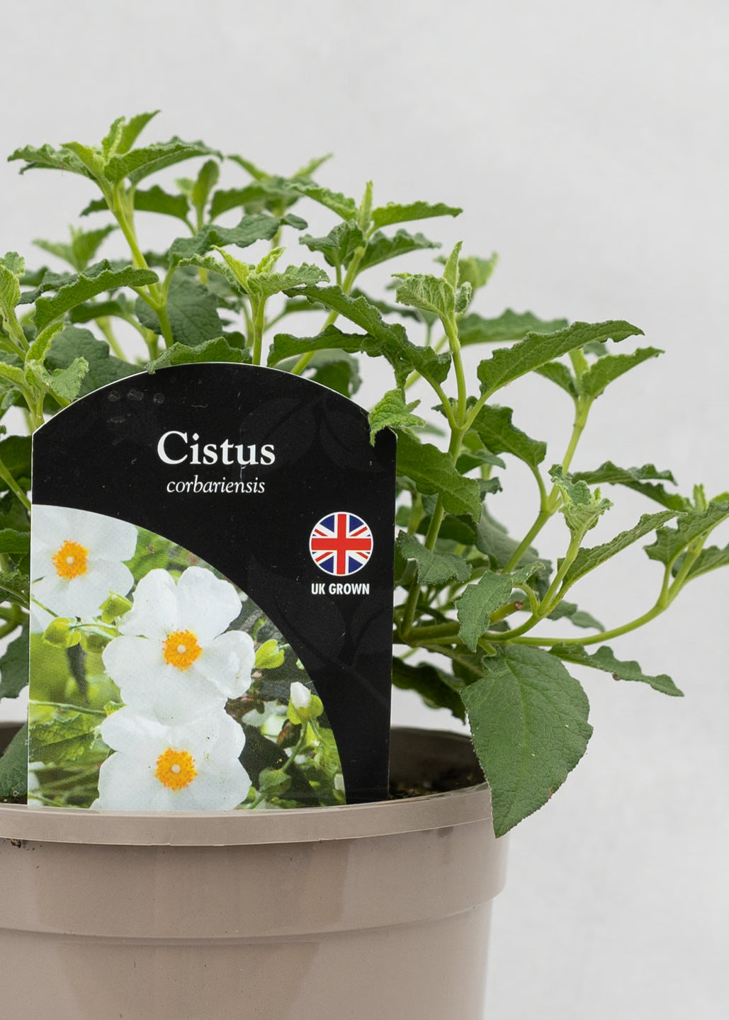 Cistus corbariensis