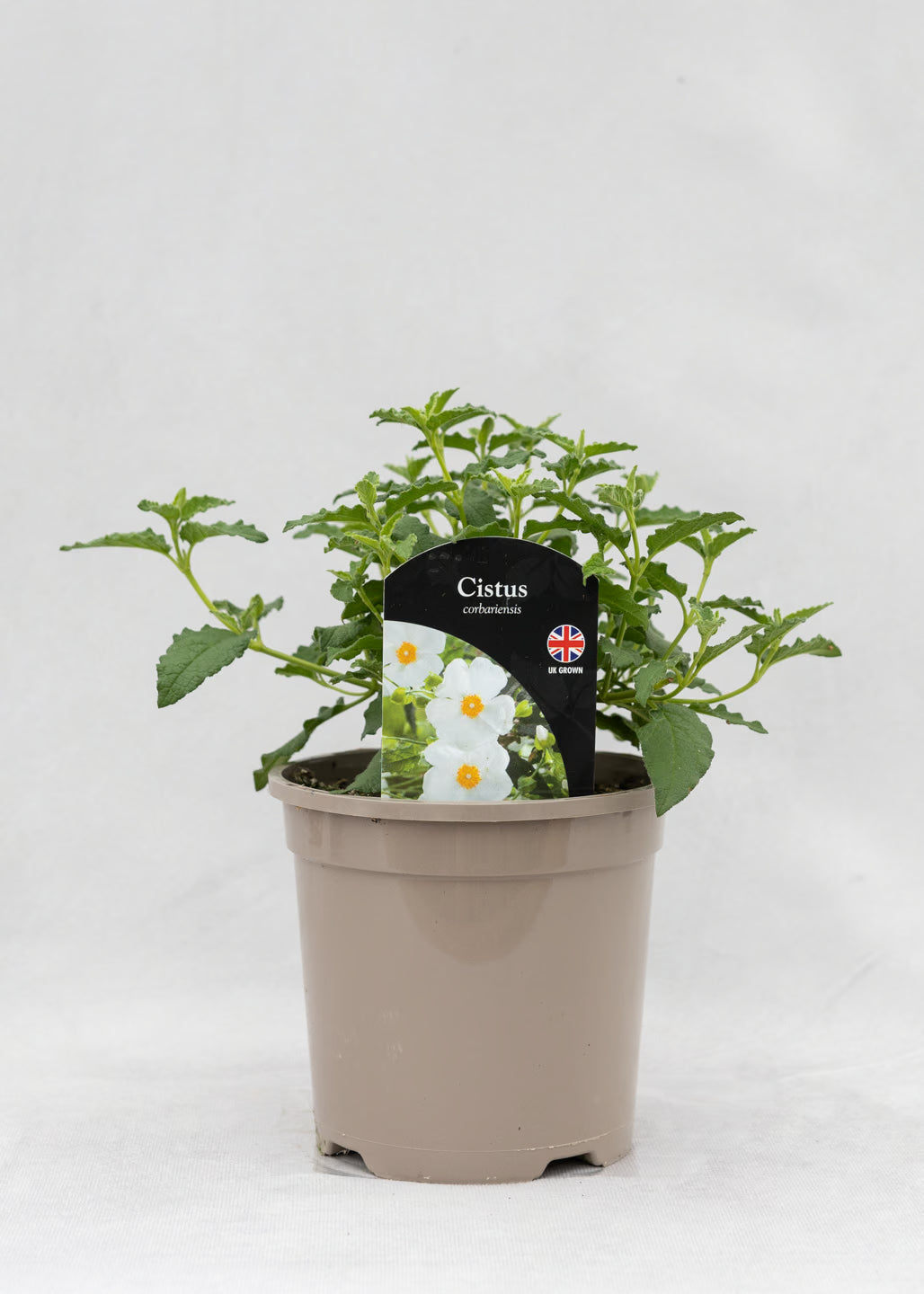 Cistus corbariensis