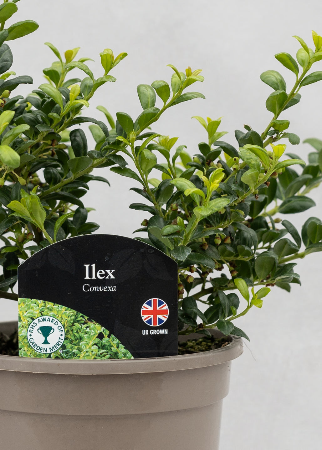 Ilex crenata 'Convexa'