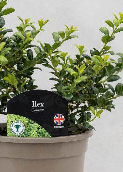 Ilex crenata 'Convexa'