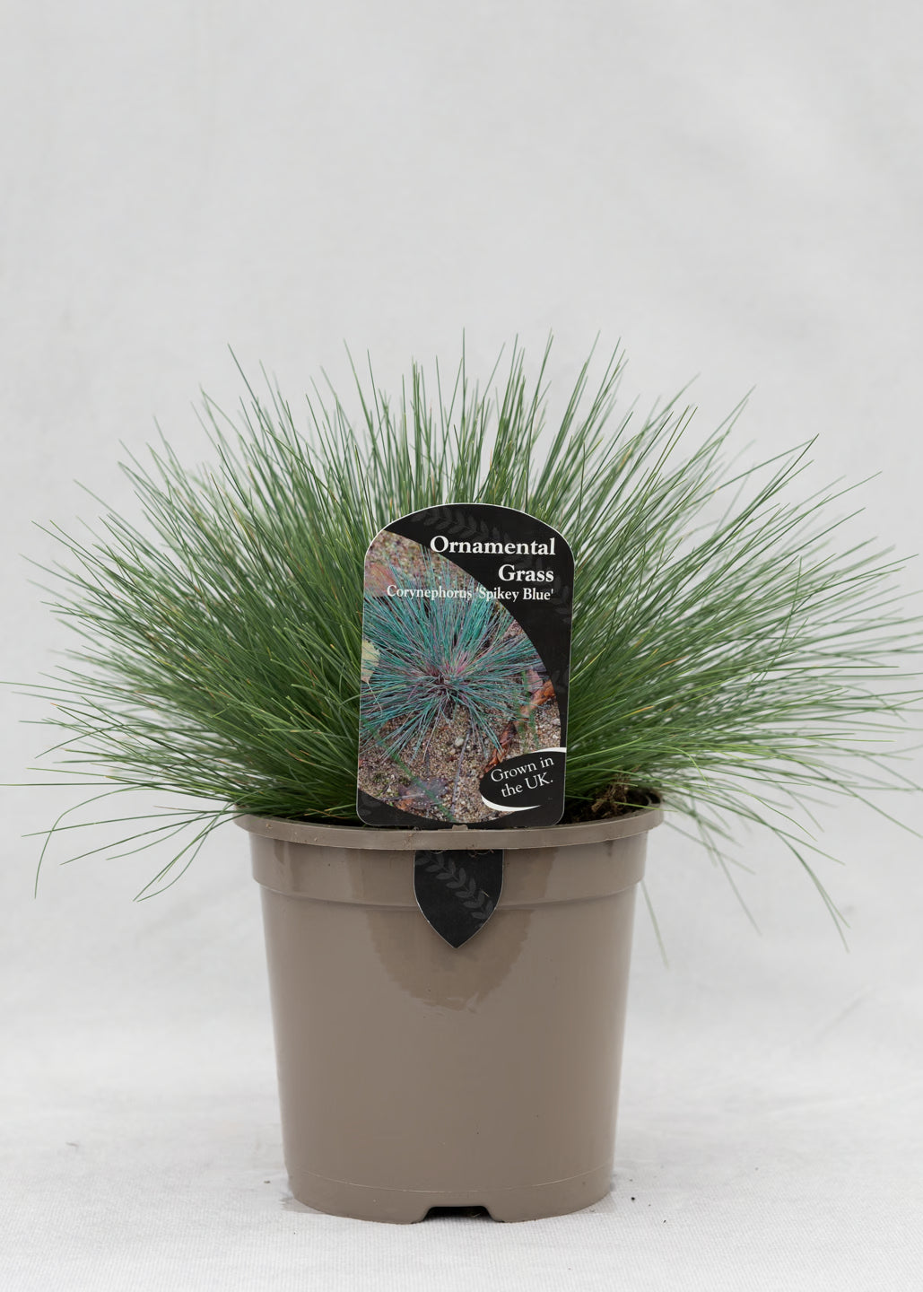 Corynephorus canescens 'Spikey Blue'