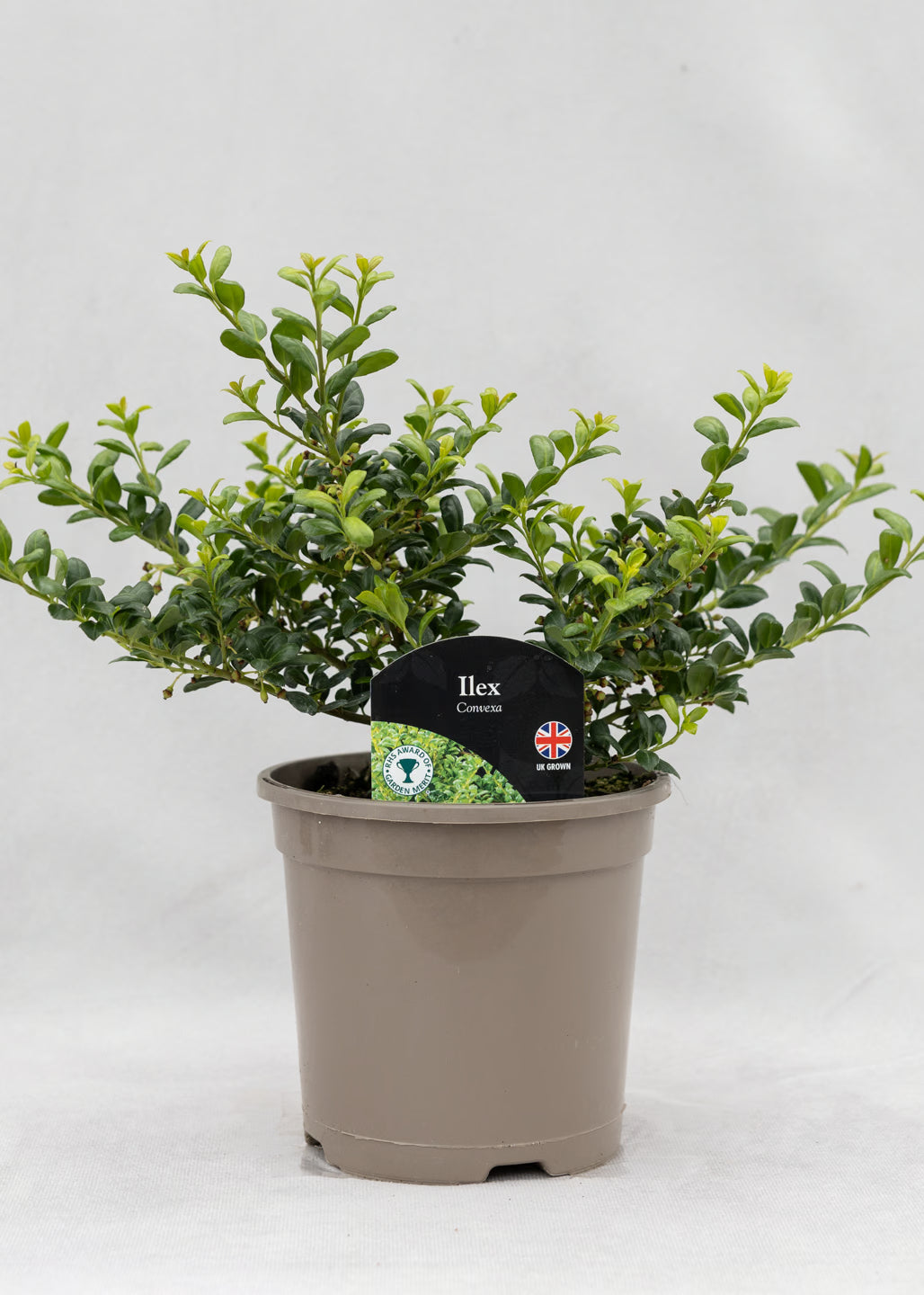 Ilex crenata 'Convexa'