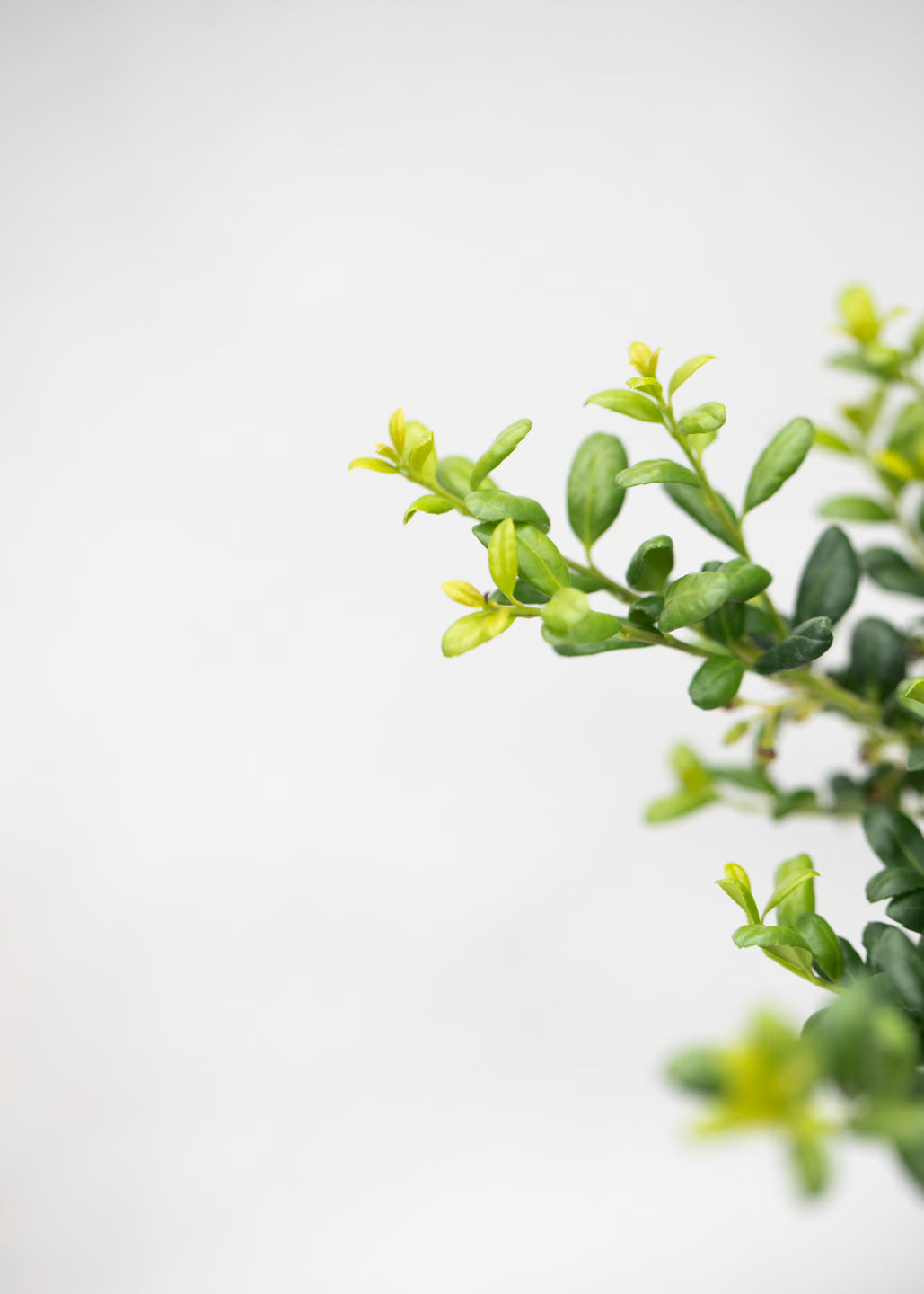 Ilex crenata 'Convexa'