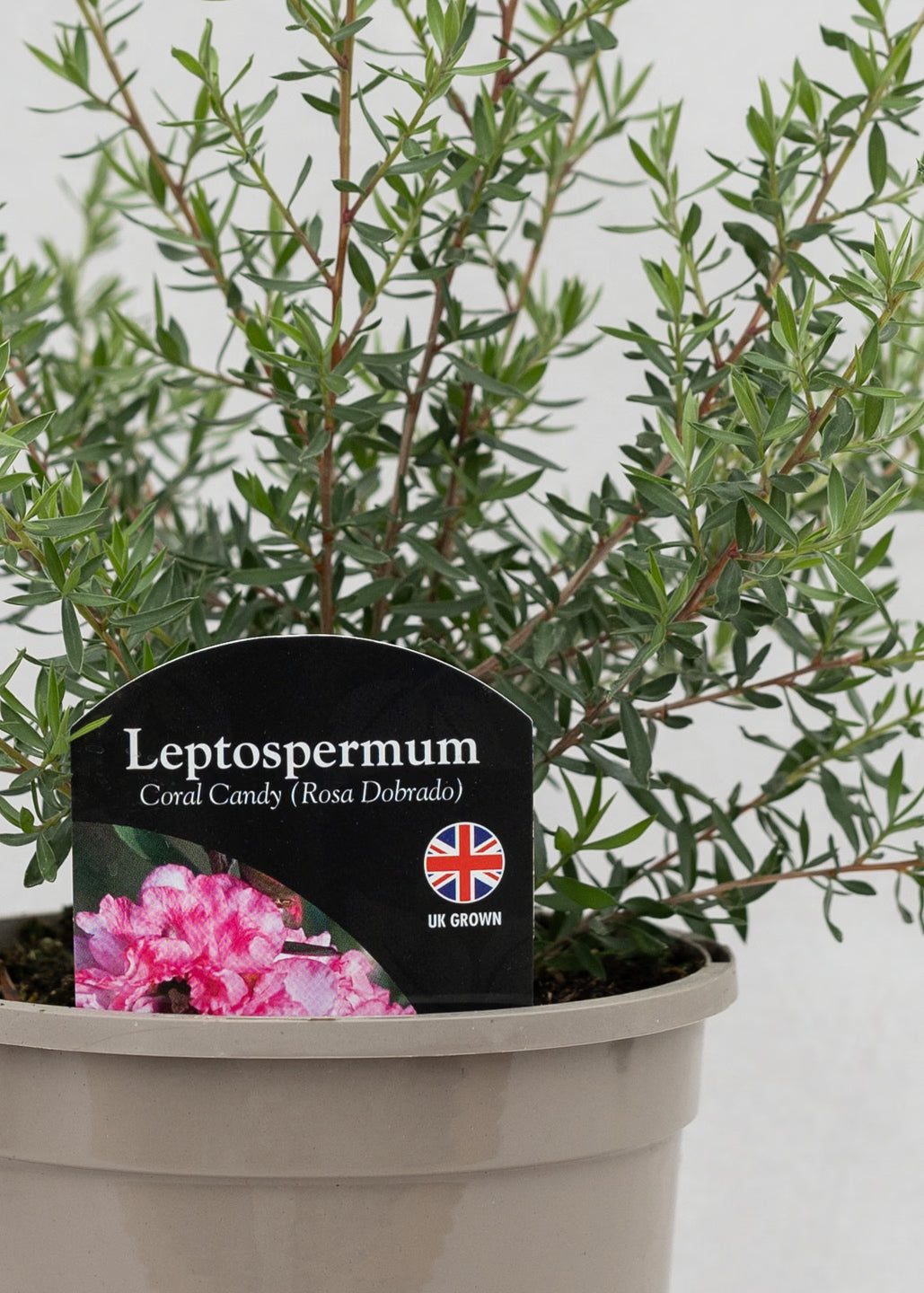 Leptospermum scoparium 'Coral Candy (Rosa Dobrado)'