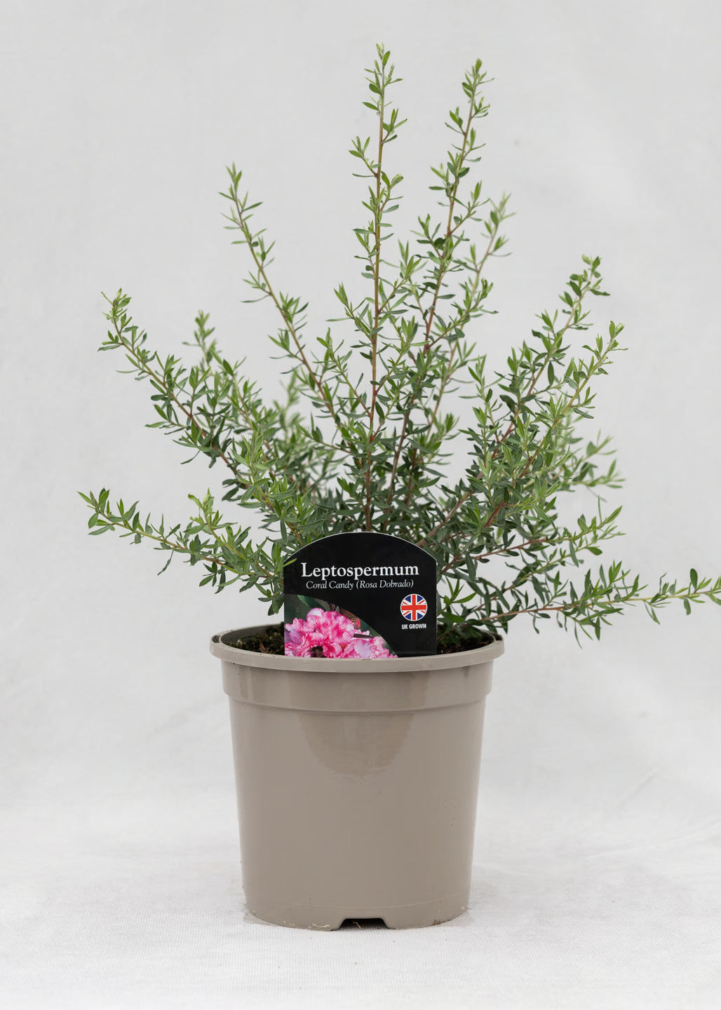 Leptospermum scoparium 'Coral Candy (Rosa Dobrado)'