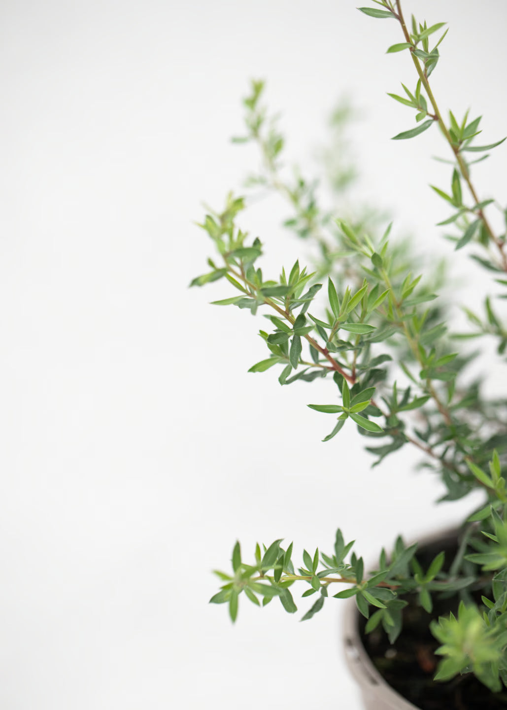 Leptospermum scoparium 'Coral Candy (Rosa Dobrado)'