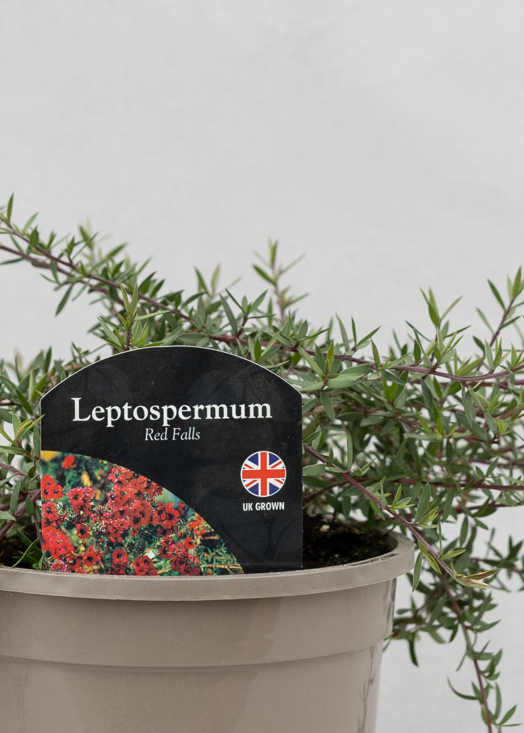 Leptospermum scoparium 'Red Falls'