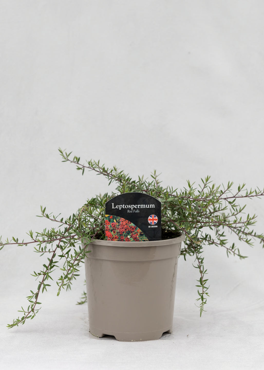 Leptospermum scoparium 'Red Falls'
