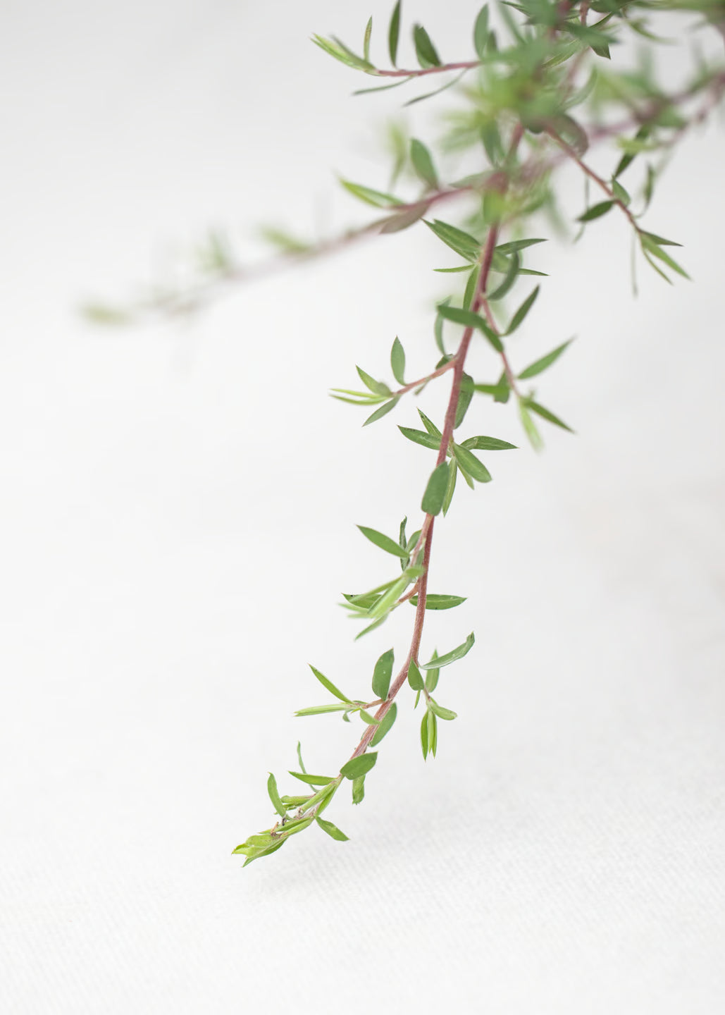 Leptospermum scoparium 'Red Falls'
