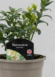 Sarcococca hookeriana