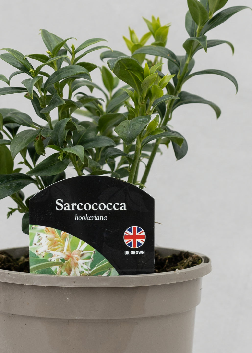 Sarcococca hookeriana