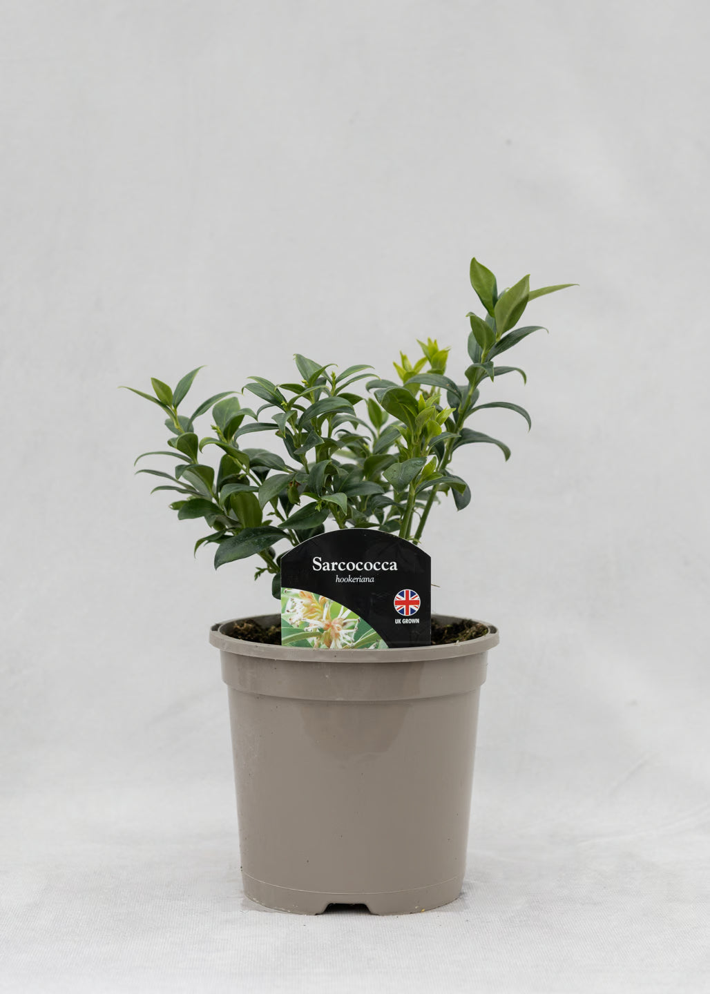 Sarcococca hookeriana