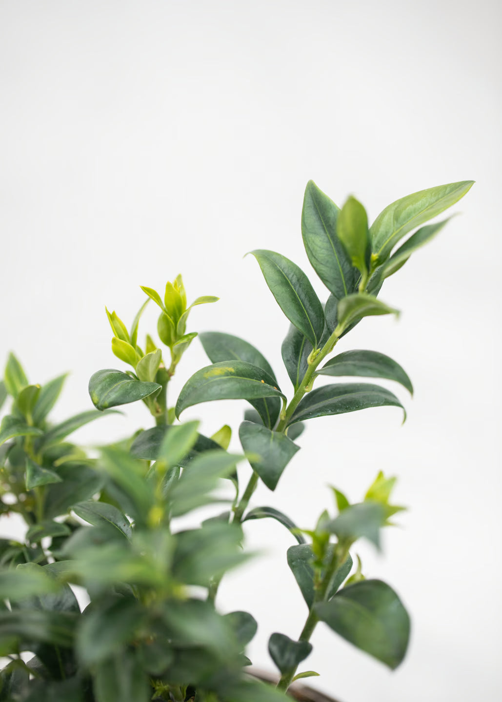 Sarcococca hookeriana