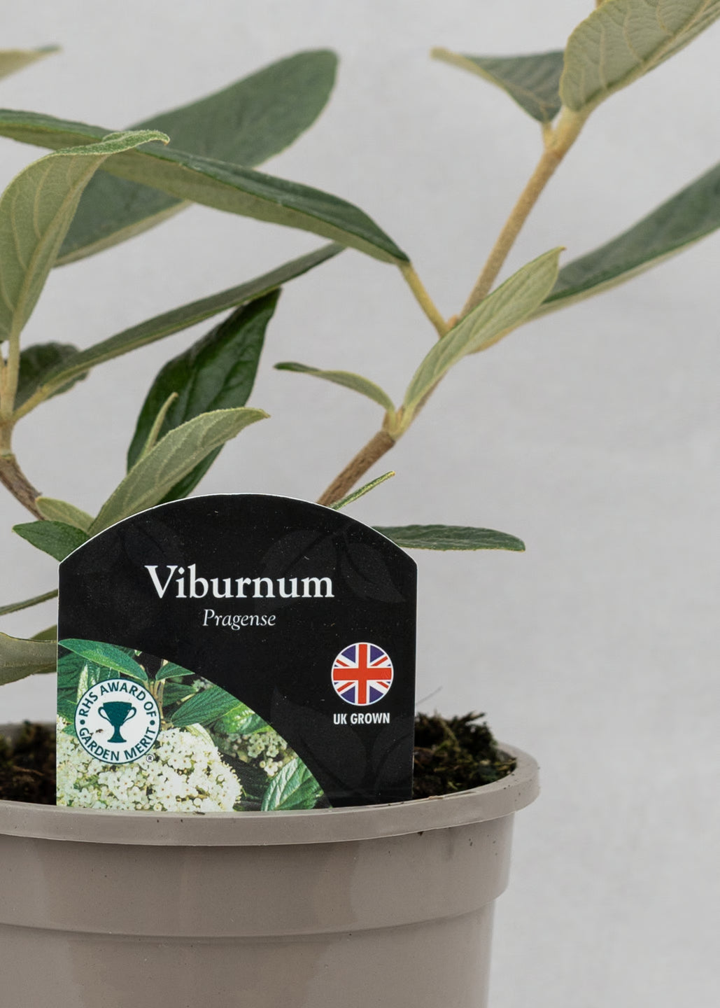 Viburnum hybrida 'Pragense'