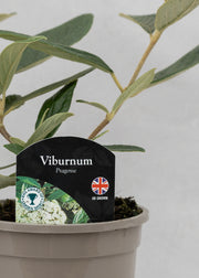 Viburnum hybrida 'Pragense'