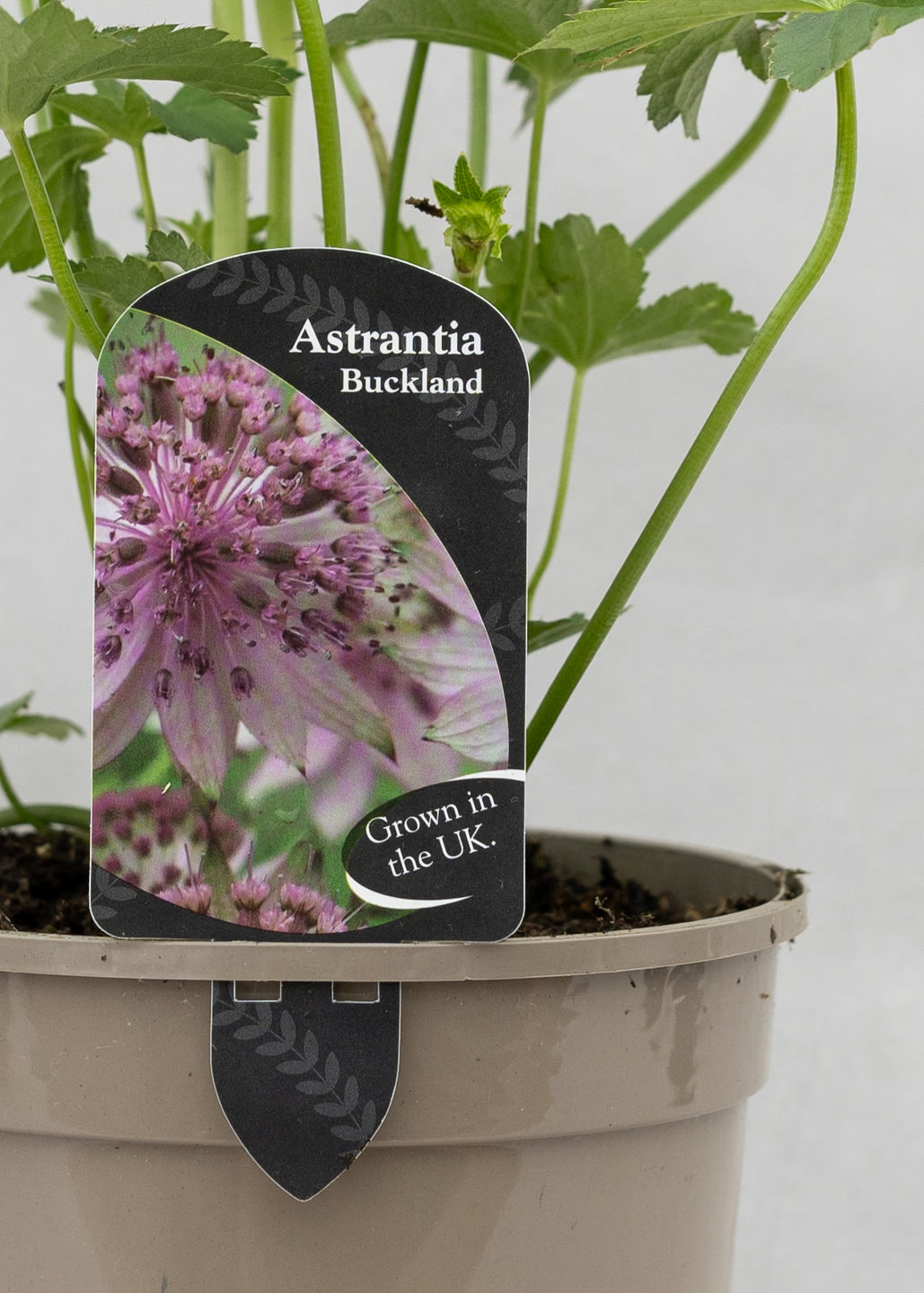 Astrantia 'Buckland'