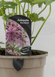 Astrantia 'Buckland'