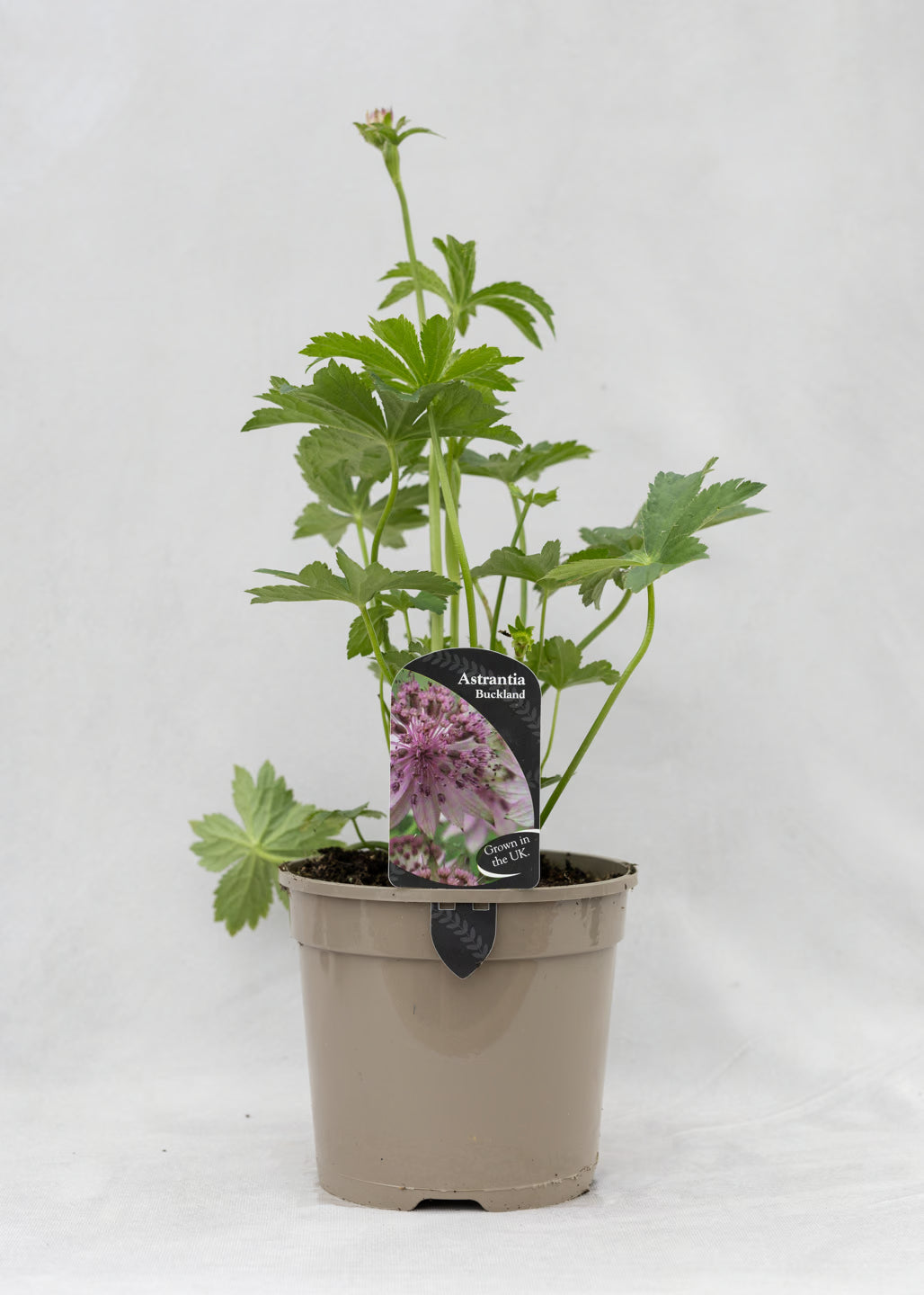 Astrantia 'Buckland'