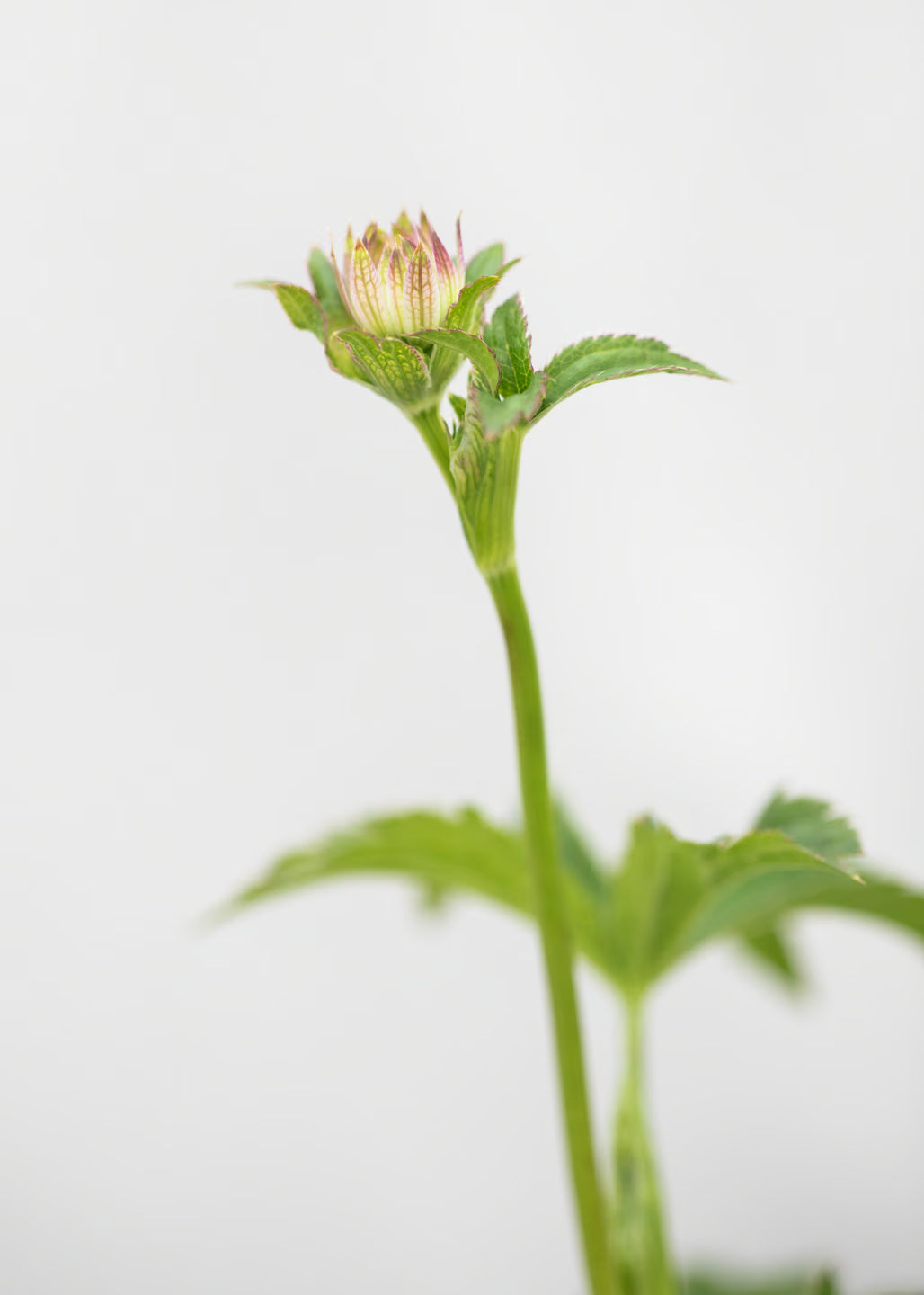 Astrantia 'Buckland'