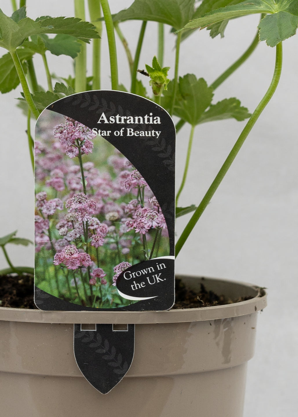 Astrantia 'Star of Beauty'