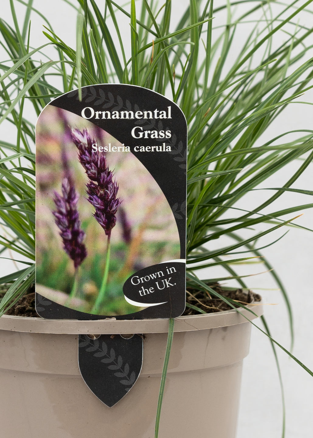 Sesleria caerulea