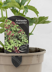 Astrantia 'Magical Red'