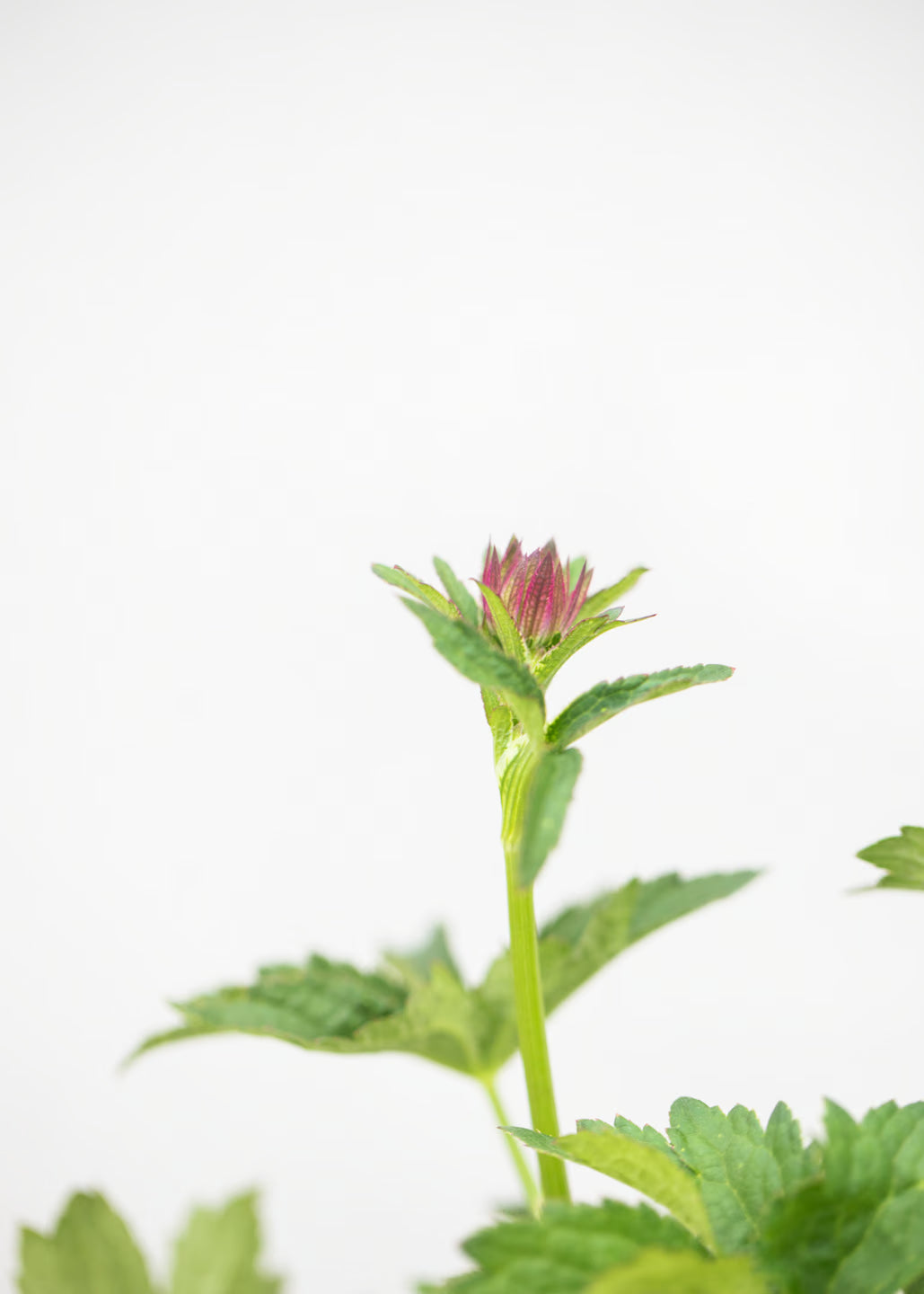 Astrantia 'Capri'