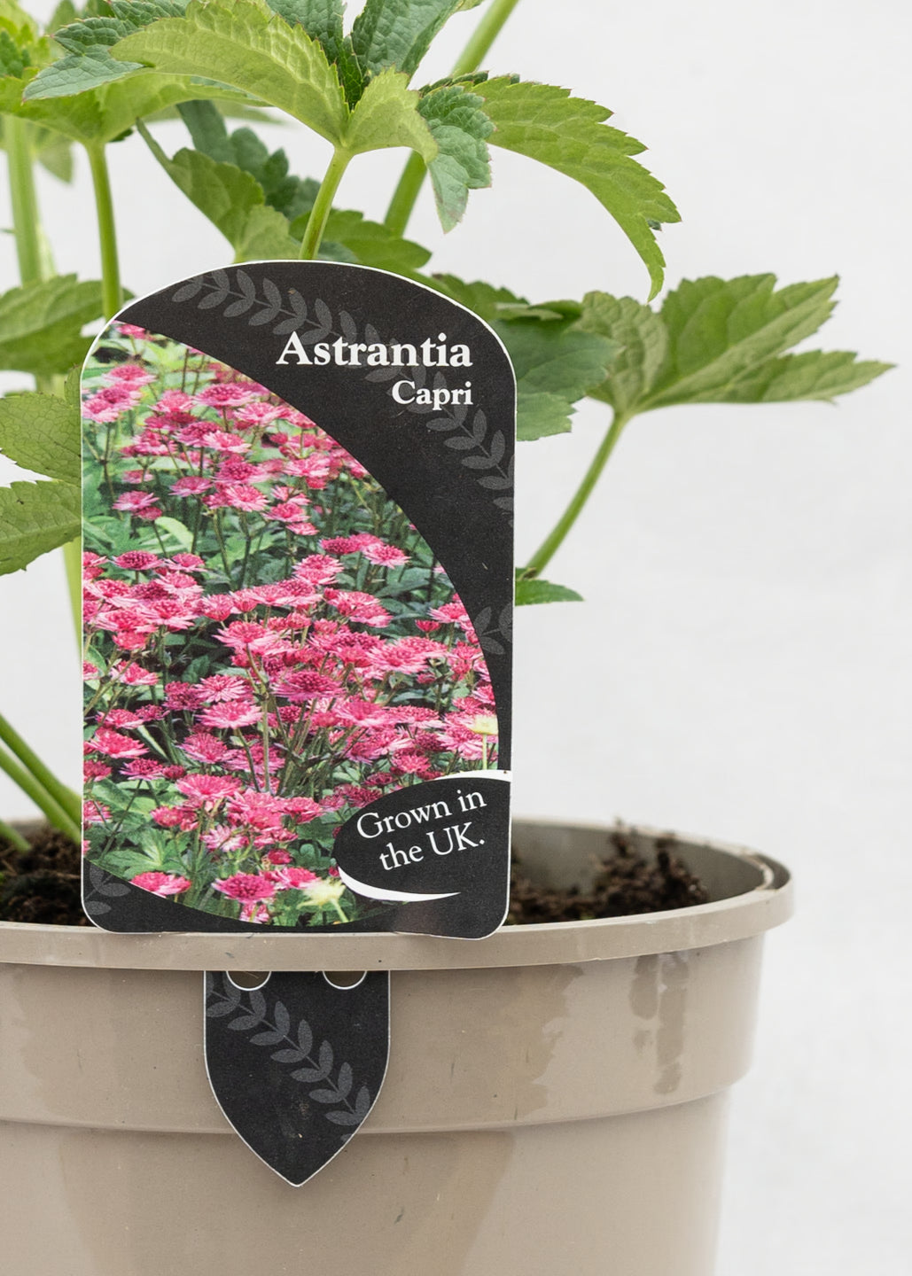 Astrantia 'Capri'