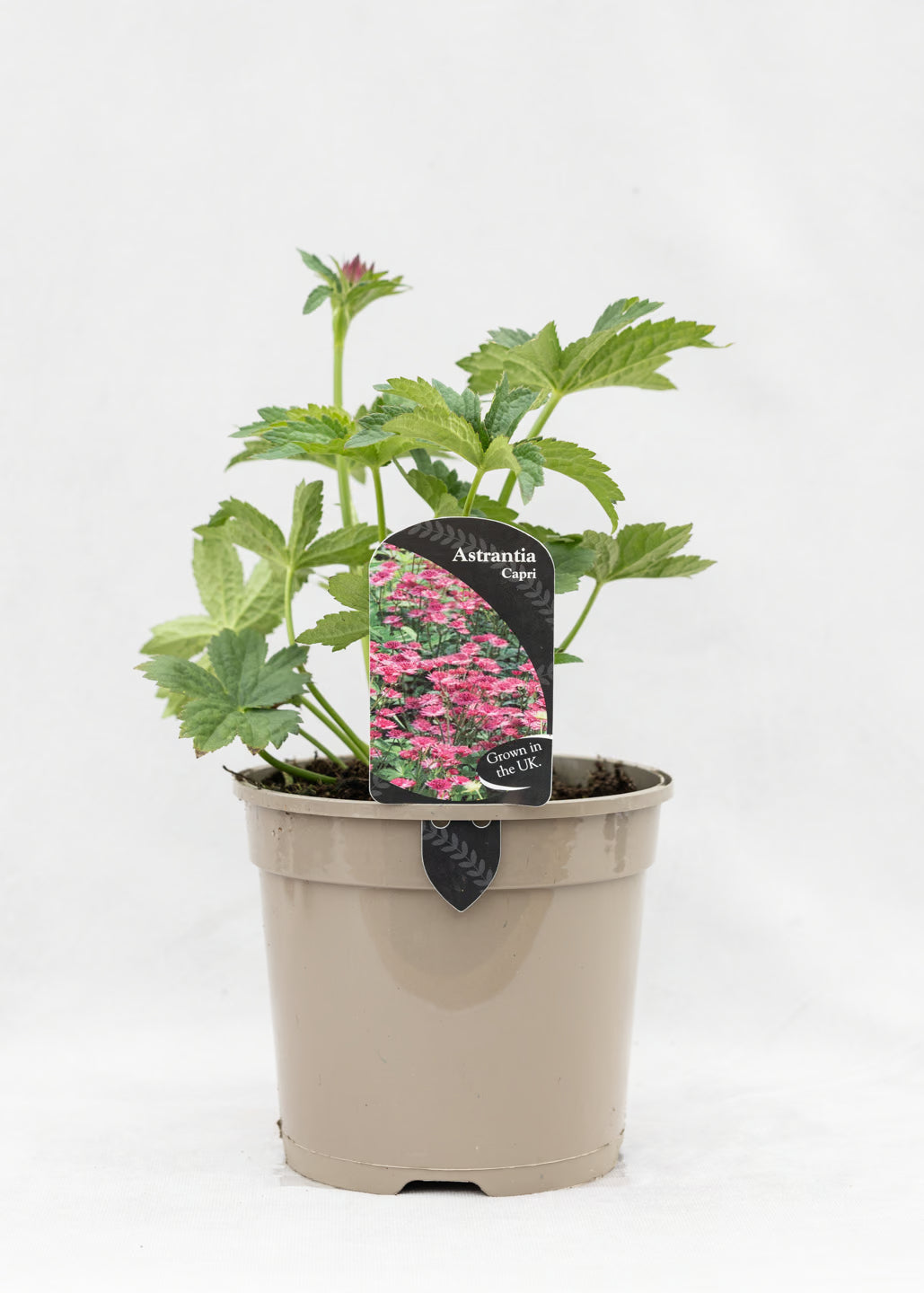 Astrantia 'Capri'