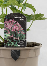 Astrantia 'Roma'
