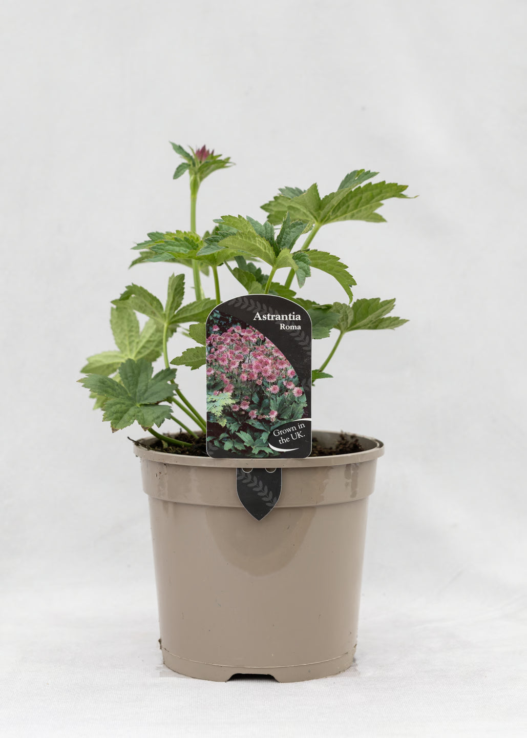 Astrantia 'Roma'