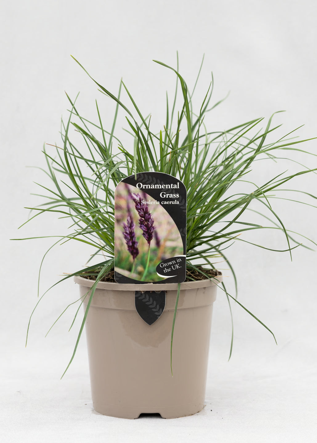 Sesleria caerulea