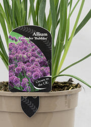 Allium 'Lavender Bubbles'