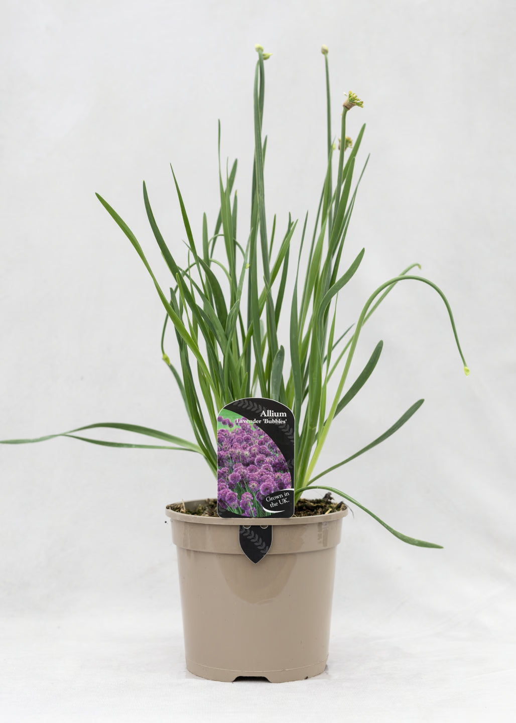 Allium 'Lavender Bubbles'