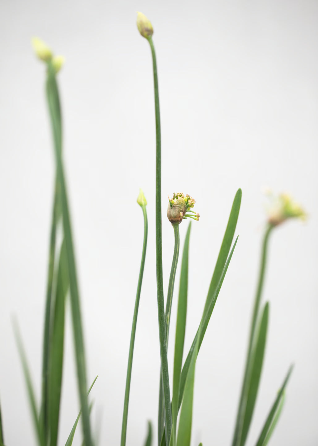 Allium 'Lavender Bubbles'