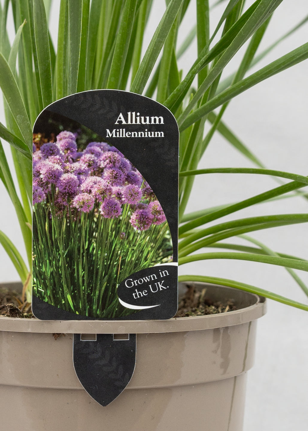 Allium 'Millenium'